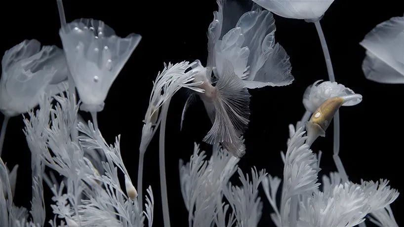 日本藝術(shù)家新作展覽活動推出的水上花園，透明的花令人難以置信